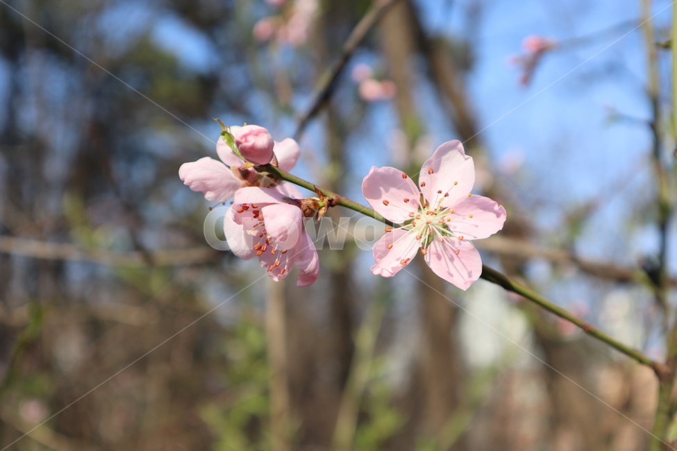 flower,꽃,봄,분홍꽃,연분홍색,연분홍꽃