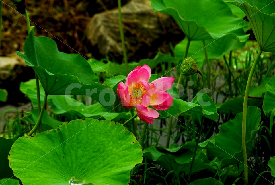 연꽃,연잎,자연,식물,꽃,식물,자연,plants,nature,꽃,flower
