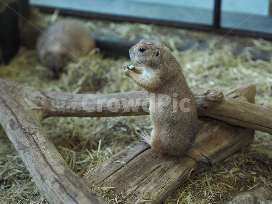 반려동물,애완동물,프레디독,포유류,동물,mammal,animal