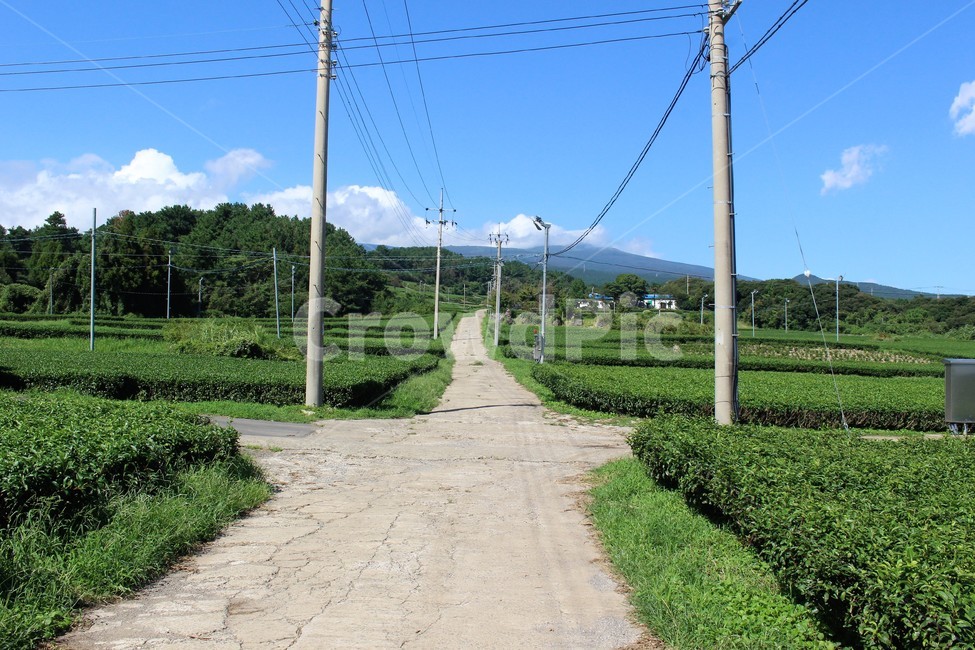 제주도,하늘,한라산,녹차밭,아름다운길,자연,풍경,nature,landscape,시골,마을,country,rural,town,cable,케이블