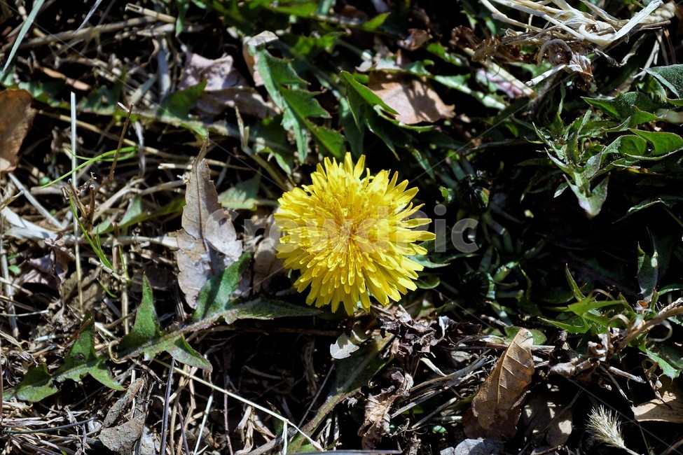 민들레,노랑,봄,꽃,계절,dandelion,spring,flower,bloom,yellow,life,생명,봄소식,식물,자연,plants,nature,꽃,flower