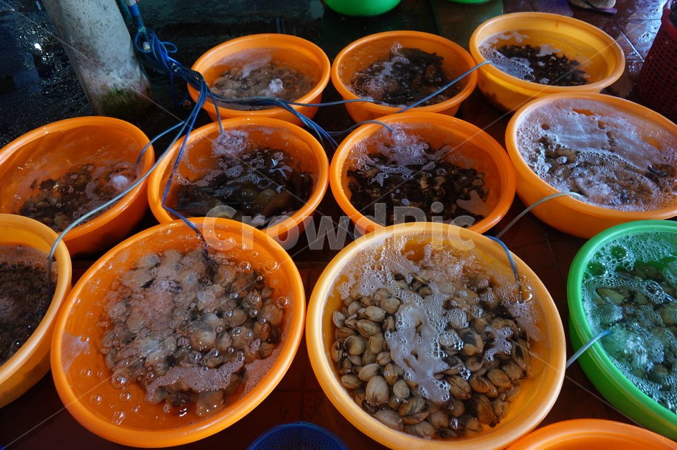 해산물,수산시장,조개,시장,food,seafood,shell