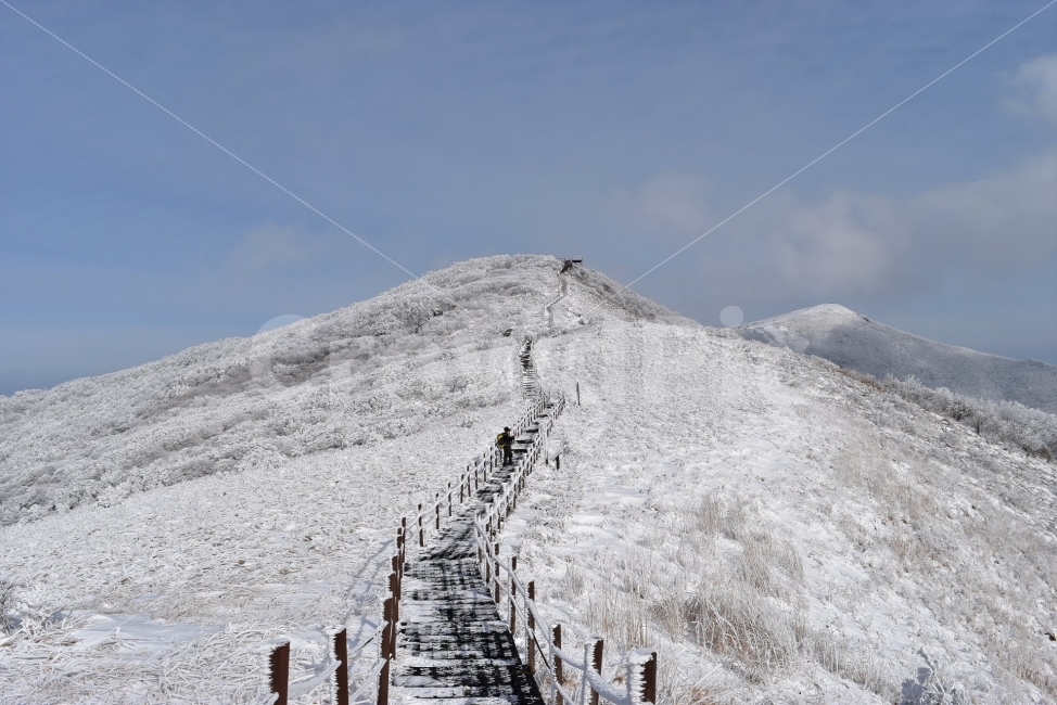 Famous winter mountain,A national park,blue sky,snow scene,Yeongdong,snow scenery,commercial high school,frost flower,100 famous mountains,Sobaeksan Mountain,snow,winter fairy tale,snowflake scenery,winter landscape,landscape