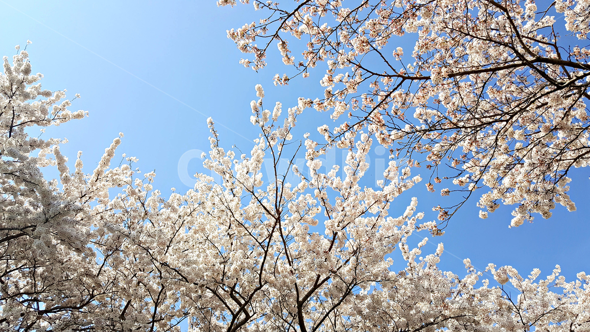 꽃,blossom,cherryblossom,식물,plant,벚꽃,벚나무,식물,자연,plants,nature,꽃,flower