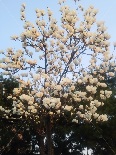 목련,흰꽃,봄,봄꽃,가지,나무,시즌,플라워,배경,풍경,야외,생화,식물,계절,자연,spring,season,plant,nature,flower,plants