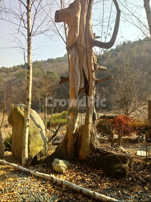 나무,마른나무,고목나무,나무줄기,산,tree,treetrunk