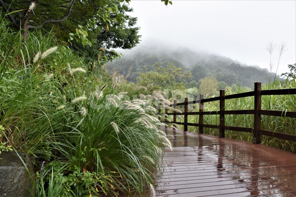 비오는날,강아지풀,데크,젖은길,경치,자연,풍경,nature,landscape,outdoors,옥외