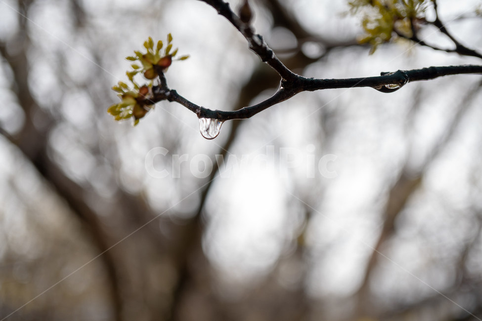지리산산수유,jirimountain,비오는날,rainyday,노란꽃,yellowflowers