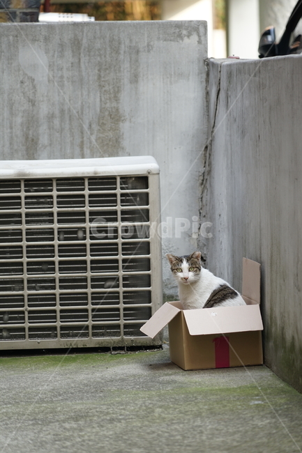 고양이,동물,포유류,길냥이,cat,animal,pet,박스,동물,animal,포유류,mammal,고양이,cat,kitten,kitty