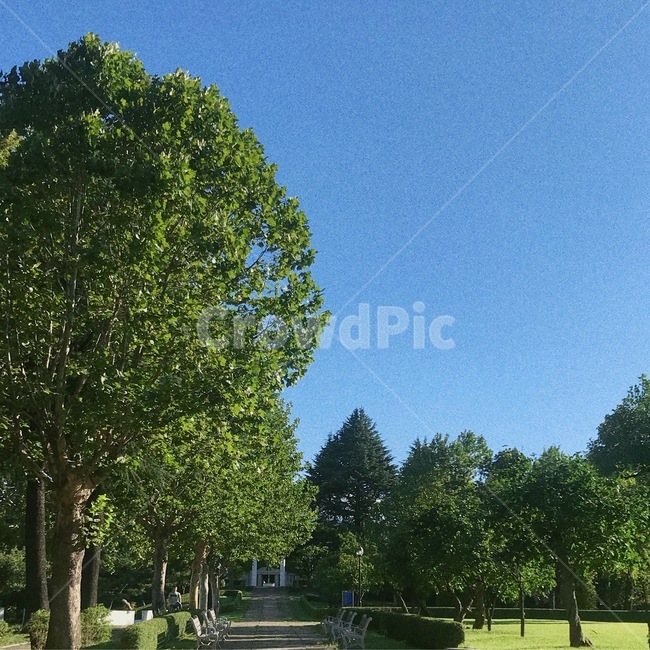 하늘,나무,맑음,햇빛,푸른하늘,여름,숲,자연,풍경,nature,landscape,tree,plant,식물,tree trunk,나무 줄기,grass,잔디