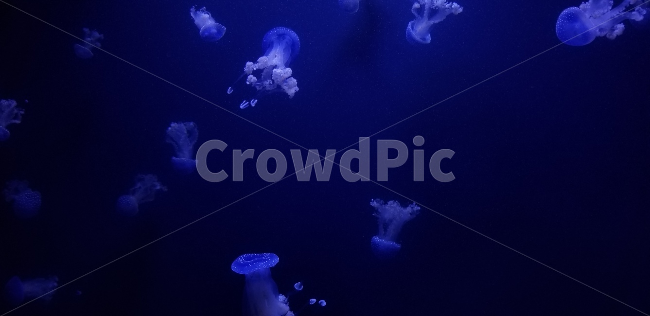 수족관,미국,아쿠아리움,aquarium,동물,수중생물,animal,america,blue,파랑,해파리,jellyfish,light,빛