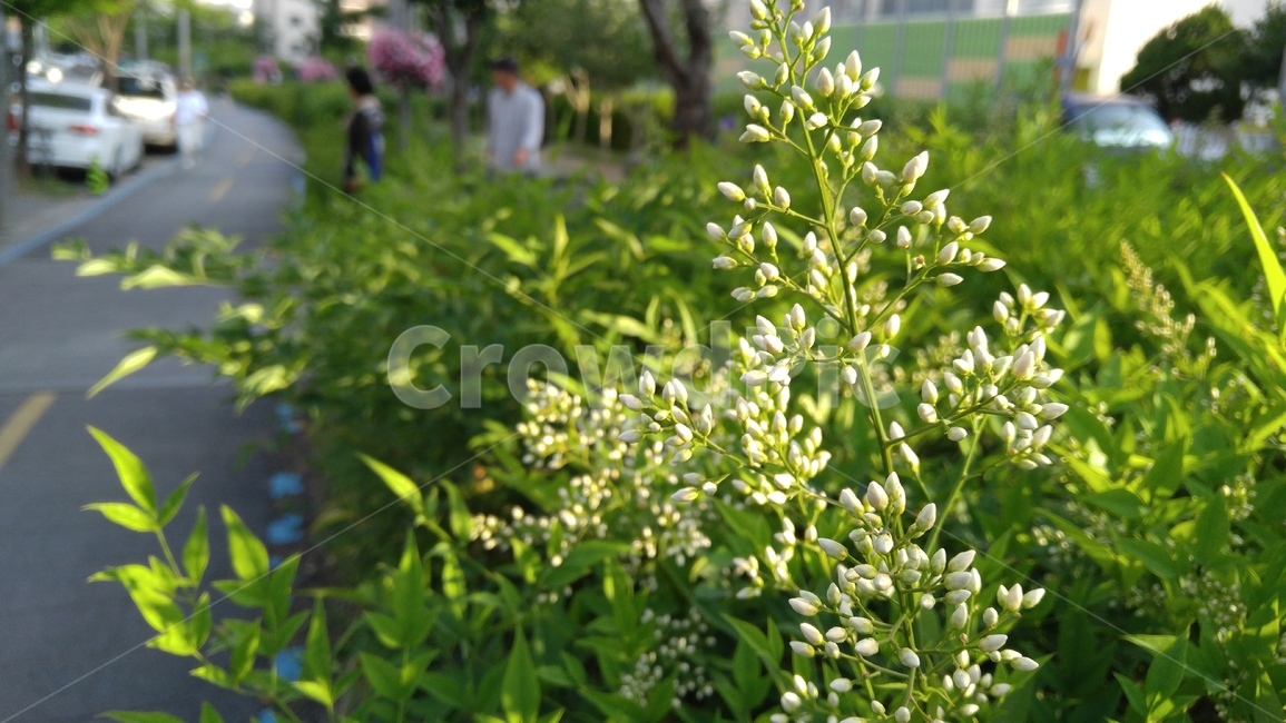 꽃,흰꽃,흰색,녹색,산책로,자전거도로,길,배경,감성,계절,flower,whiteflowers,white,green,walkingtrails,bicycleroad,way,road,background,emotional,season