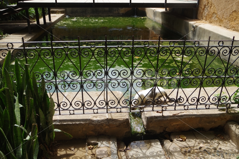 	모로코,여행,라바트,maroc,travel,rabat,동물,animal,해외,외국,세계,foreign,oversea,world,고양이,cat,kitten,kitty,포유류,mammal