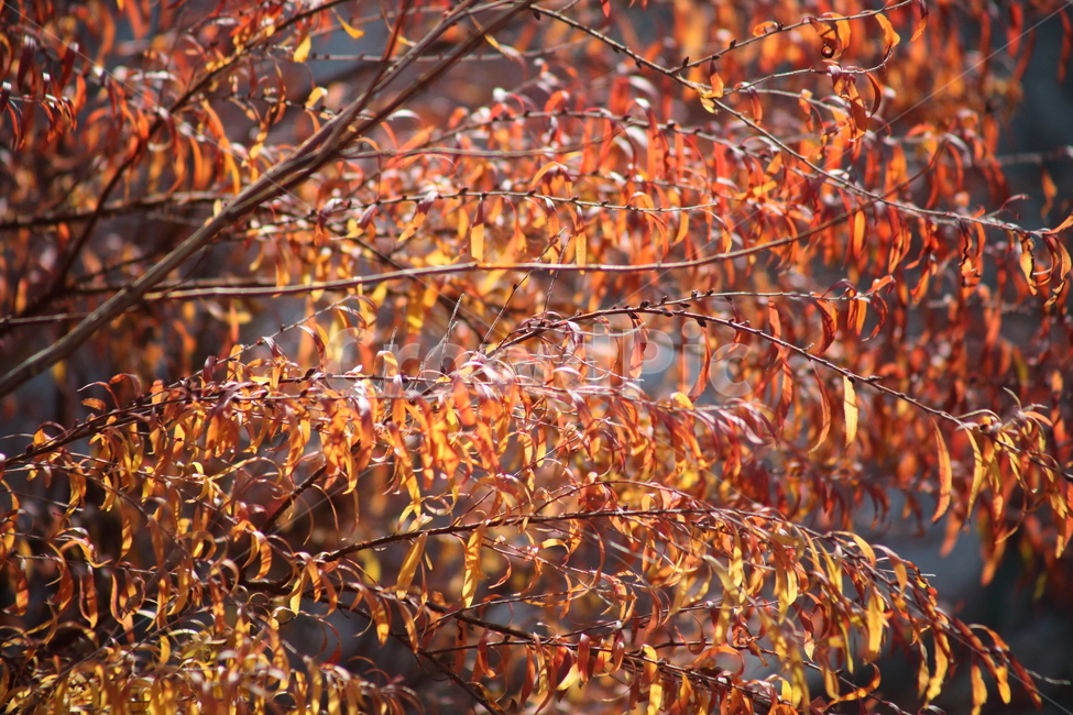 단풍,잎,식물,가을,redleaves,가을,계절,fall,autumn,season,식물,자연,plants,nature,tree,나무,plant,leaf