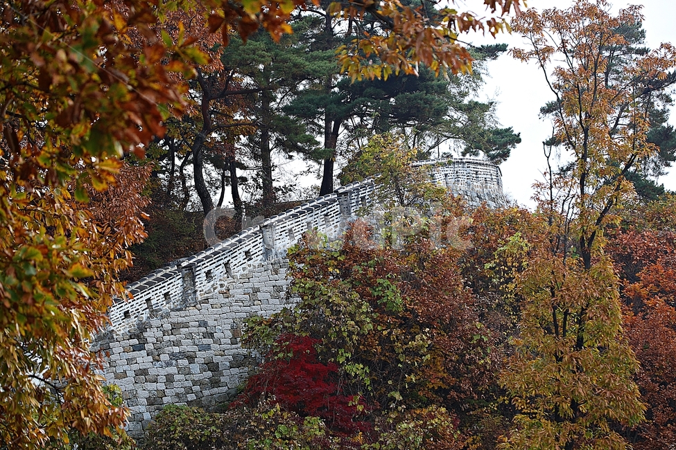 남한산성,성,성곽,단풍,낙엽,길,둘레길,숲,숲길,담,돌담,가을,자연,풍경,벽,울긋불긋,산성,식물,가을,계절,fall,autumn,season,한국전통,한국문화,korean traditional,korean culture,plant,leaf,잎,tree,나무,maple,tree trunk,나무 줄기