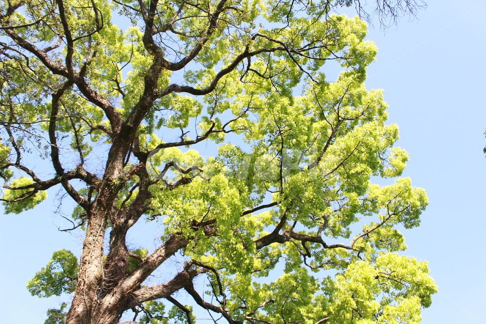 파란하늘,하늘,봄,나무,식물,tree,plant