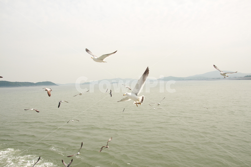 갈매기,바다,하늘,새,흰갈매기,자연,풍경,nature,landscape,동물,animal,조류,새,birds,flying,나는,bird