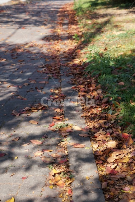 leaf,잎,ground,바닥,path,가을,계절,fall,autumn,season,식물,자연,plants,nature,plant,통로