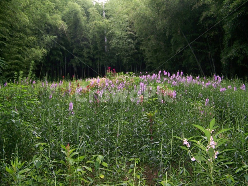 숲속,꽃,꽃밭,산속,신비,자연,풍경,nature,landscape,plant,식물,flower,blossom