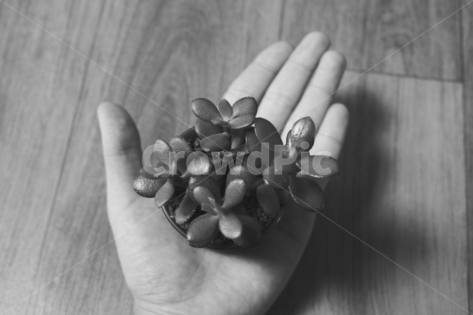 흑백,식물,감성,다육,plant,emotion,식물,자연,plants,nature,흑백,모노톤,monochrome,black and white