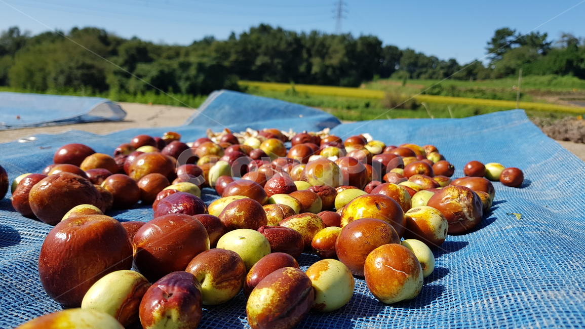 과일,대추,시골,음식,가을,fall,fruit,farm,country,sunlight,햇빛,조용,더위,추석