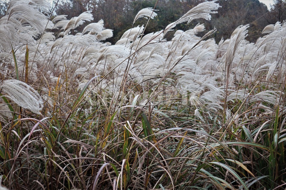 제주,억새,억새풀,군락지,자연,억새밭,풍경,바람,경치,경관,자연,풍경,nature,landscape,식물,plants