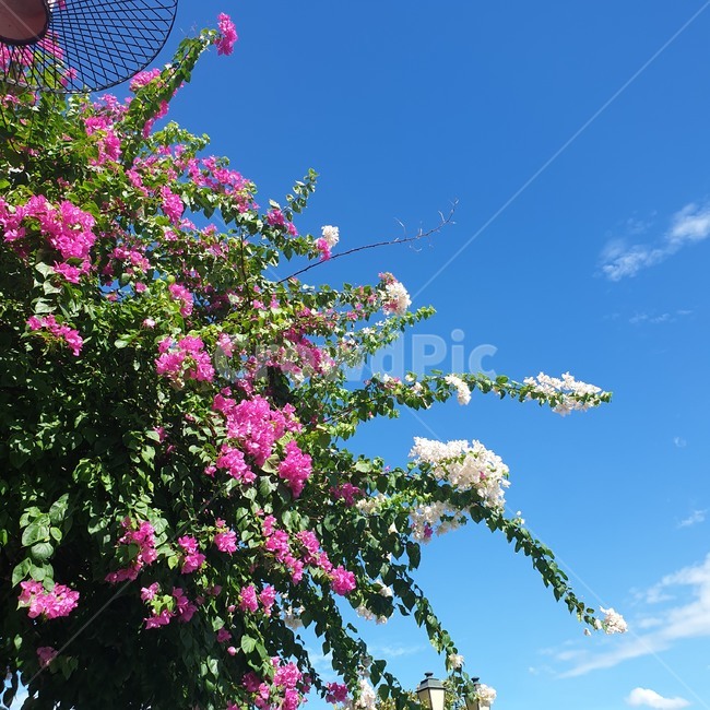 꽃,flower,하늘,sky,하늘색,자연,싱그러운,식물,자연,plants,nature,꽃,flower