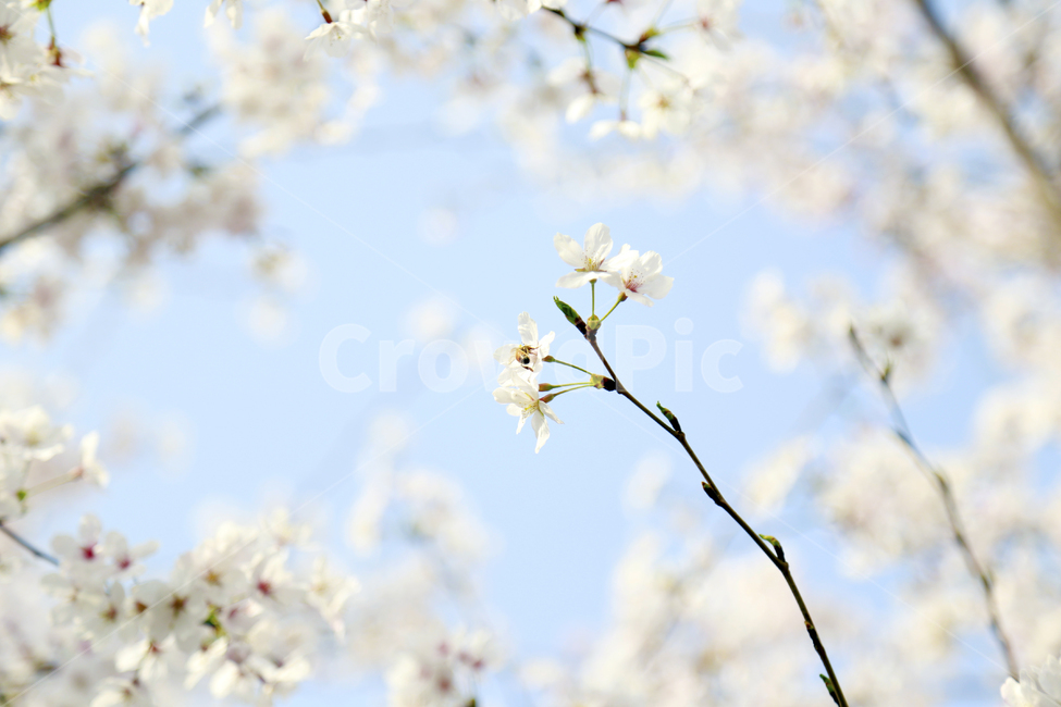 봄,벚꽃,봄날,봄꽃,spring,식물,봄,계절,spring,season,식물,자연,plants,nature,꽃,flower,plant,blossom,cherry blossom