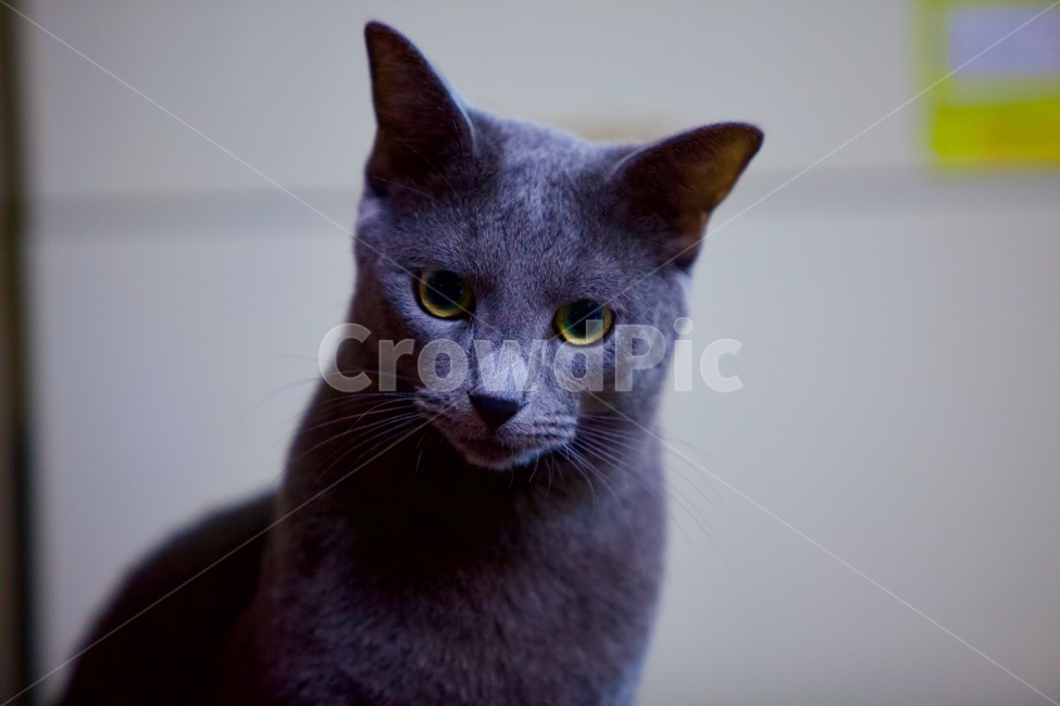 고양이,냐옹이,야옹이,cat,animal,냐옹,냥냥,냥냥펀치,cats,러시안블루,반려묘,애완묘,동물,animal,포유류,mammal,고양이,cat,kitten,kitty