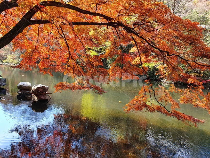 가을,단풍나무,단풍,연못,자연,가을,계절,fall,autumn,season,자연,풍경,nature,landscape