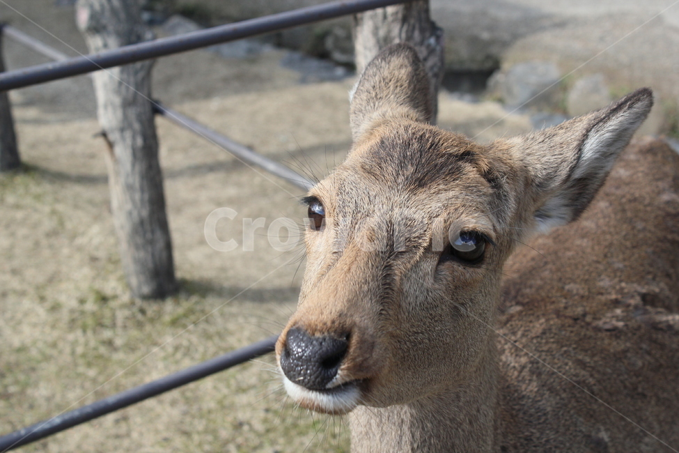 사슴,사슴얼굴,동물,나라공원,오사카,애기사슴,deer,animal,포유류,동물,animal,포유류,mammal