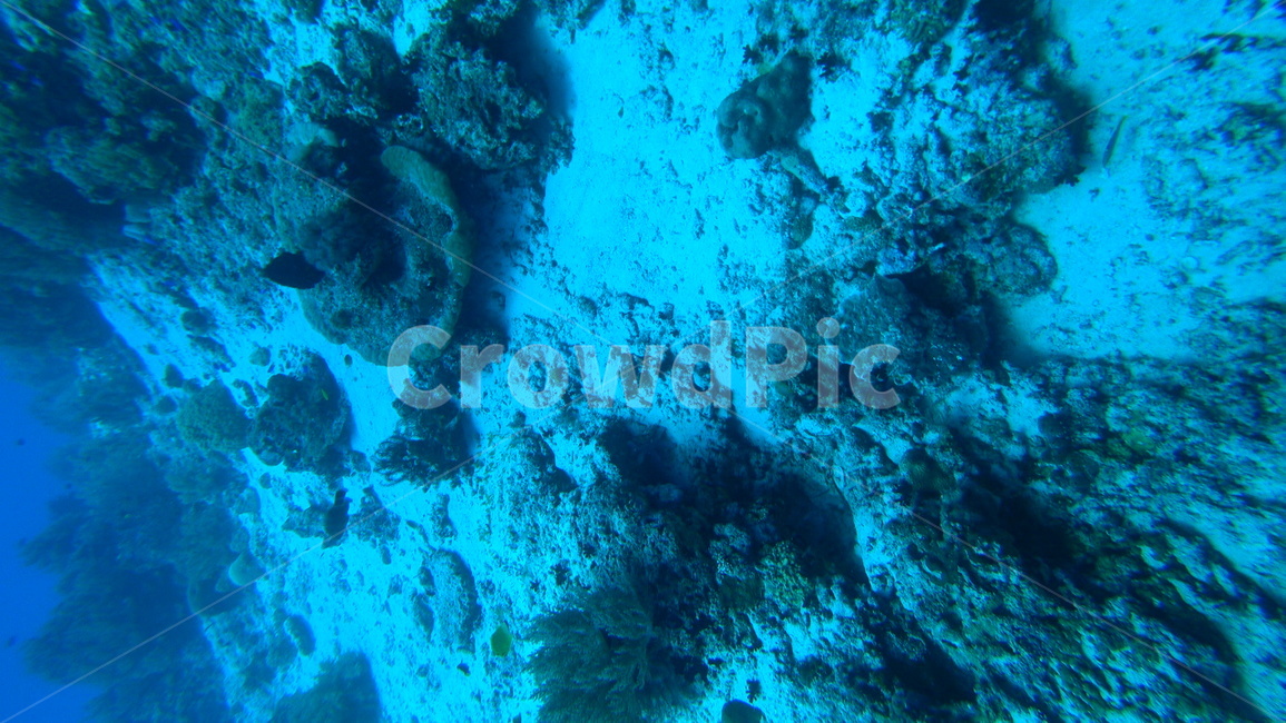 water,물,sea,바다,nature,자연,ocean,대양,해양생물,reef,암초,animal,동물,scubadiving,스쿠버다이빙,sport,스포츠,해양스포츠,sealife,산호초,coralreef
