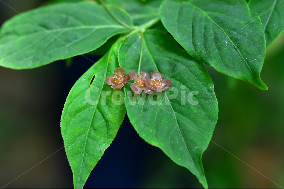 회목나무,야생화,꽃,식물,자연,생태,플라워,flower,plants,nature,식물,자연,plants,nature,꽃,flower