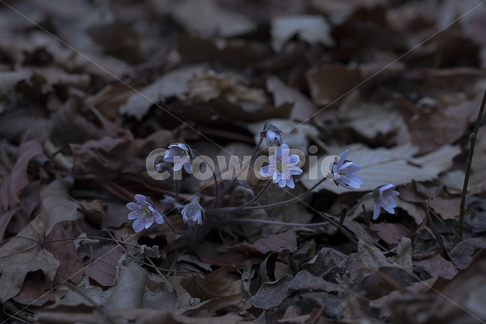 노루귀,Hepatica,신뢰,자신감,인내,confidence,수리산,구봉산,화야산,봄꽃,식물,자연,plants,nature,꽃,flower