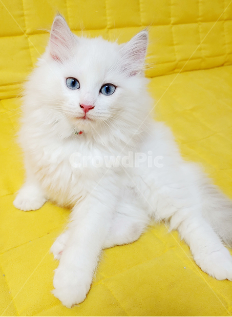 포유류,animal,동물,고양이,cat,pet,앙고라,반려동물,애완동물,반려묘,새끼고양이,아기고양이,고양이눈,파란눈,노란배경,ragdoll,ragdollcat,털,고양이털,하얀털,하얀고양이,고양이발,우아한,동물,animal,포유류,mammal,고양이,cat,kitten,kitty