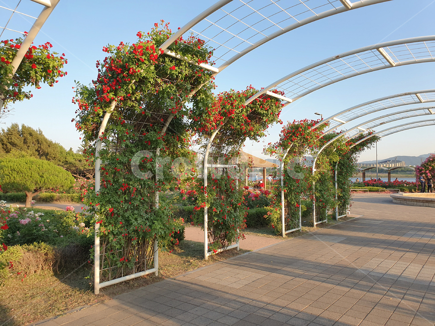 한강공원,한강,장미공원,장미,햇살,자연,풍경,roses,rose,hanriver,park,꽃,flower