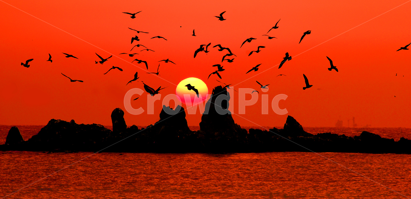 자연,일출,바다,새,군함바위,자연,풍경,nature,landscape