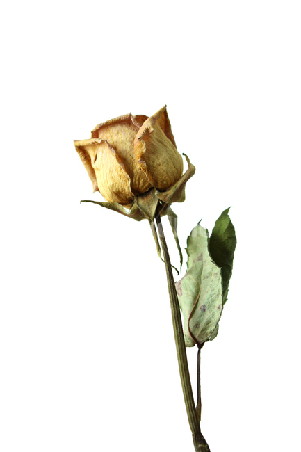 꽃,장미,로즈,장미꽃,플라워,드라이,드라이플라워,말린,말려놓은,마른,노란색,노랑,옐로우,잎사귀,잎,나뭇잎,말린잎,말린장미,식물,자연,flower,dry,dried,dryflower,yellow,green,leaf,rose,dryrose,plant,nature,식물,자연,plants,nature,꽃,flower,누끼,remove background