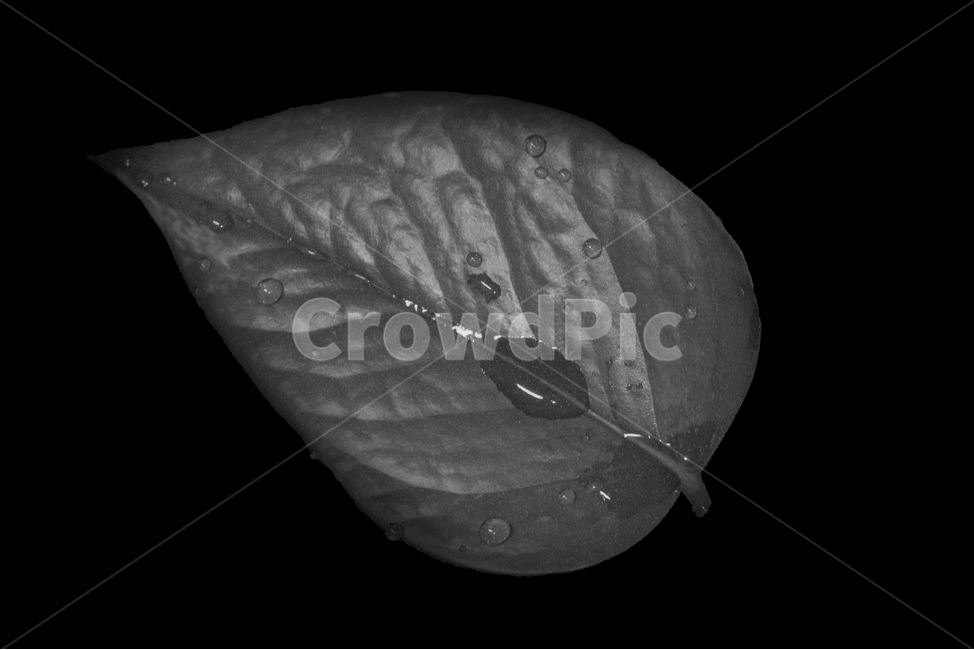 흑백,감성,풀,잎,블랙,화이트,식물,자연,plants,nature,흑백,모노톤,monochrome,black and white