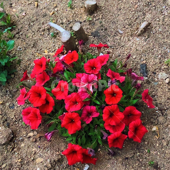 꽃,페튜니아,피튜니아,flower,petunia