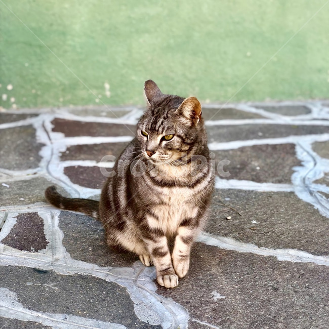 동물,pet,animal,mammal,포유류,cat,고양이,manx,동물,animal,포유류,mammal,고양이,cat,kitten,kitty