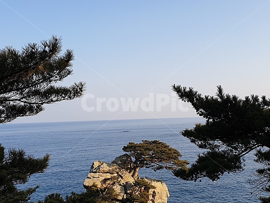 나무,자연,바다,경치,하조대