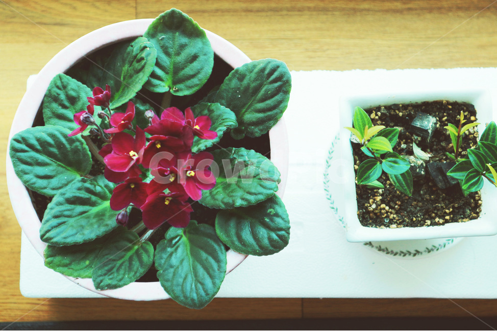 꽃,화분,빈티지,flower,flowerpots,pots,식물,자연,plants,nature,꽃,flower,실내용화초,화분,화초,house plant