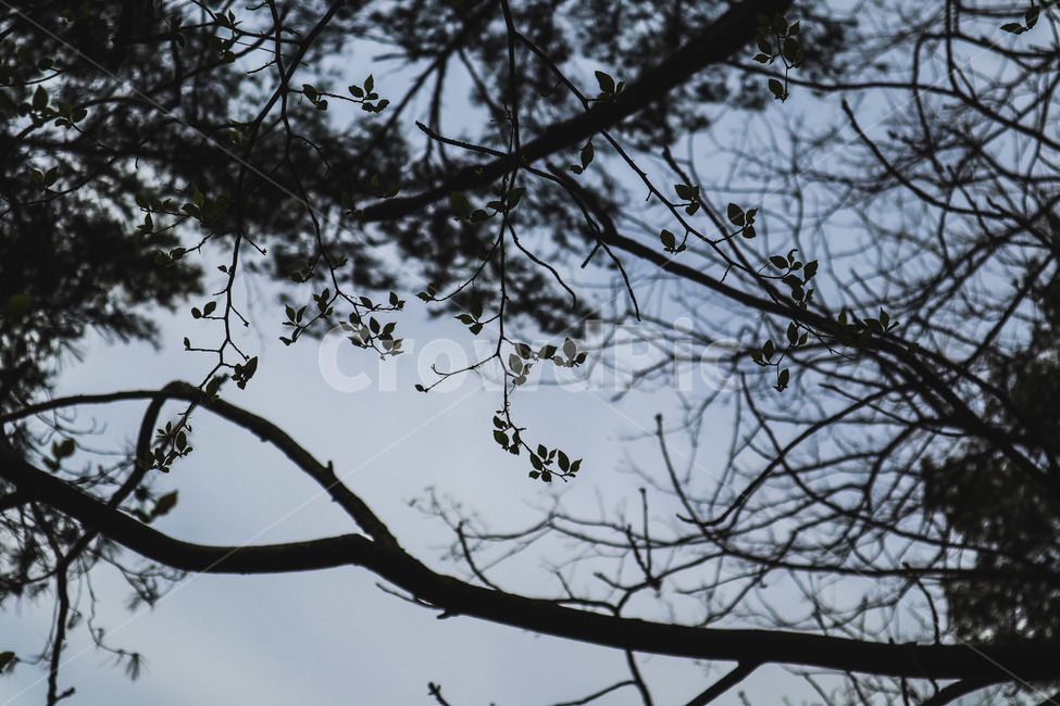 봄,나무,새싹,하늘,풍경,일상,감성,식물,자연,plants,nature