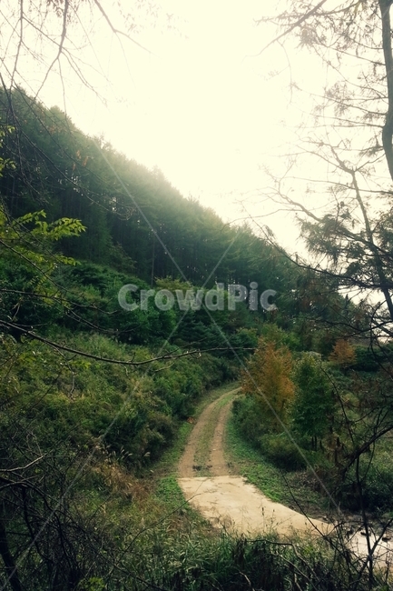 시골,길,숲,산,고샅,여름,자연,풍경,nature,landscape,outdoors,옥외