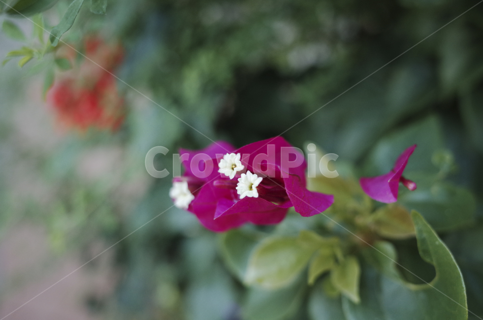 꽃,flower,식물,plant,green,초록,잎,들꽃,blossom
