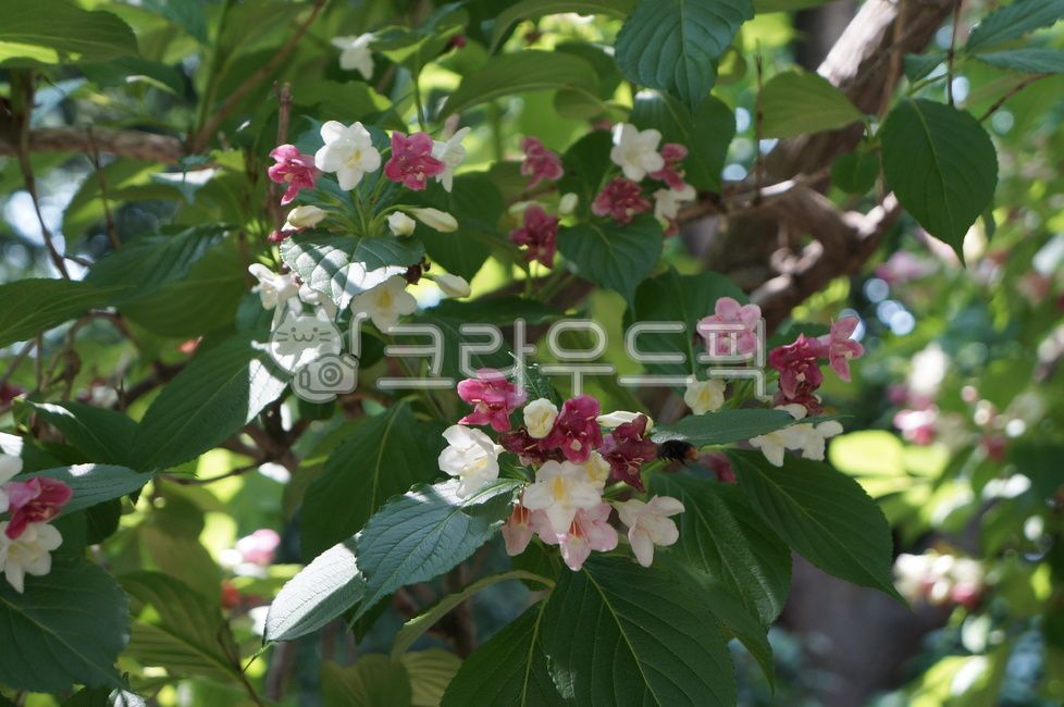 알록달록,꽃,꽃송이,plant,식물,flower,blossom