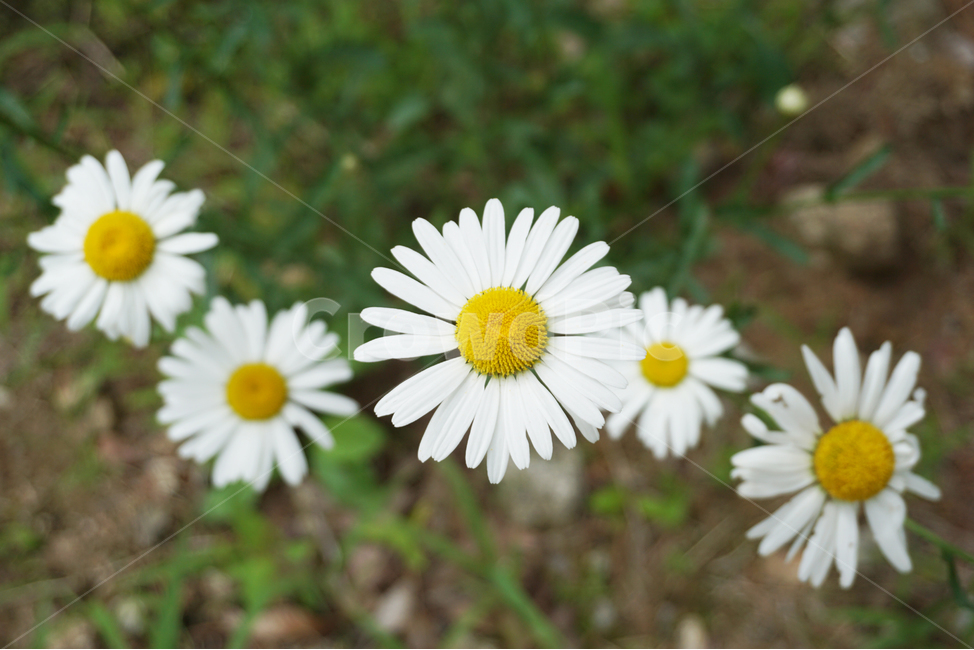 벌개미취,들꽃,꽃,국화,쑥부쟁이,식물,plant,flower,blossom,자연,하얀꽃,하얀색,white,흰꽃,국화과,꽃잎,풀꽃,야생화,가을,가을꽃