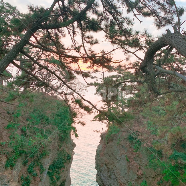 노을,빛,주황,나무,배경