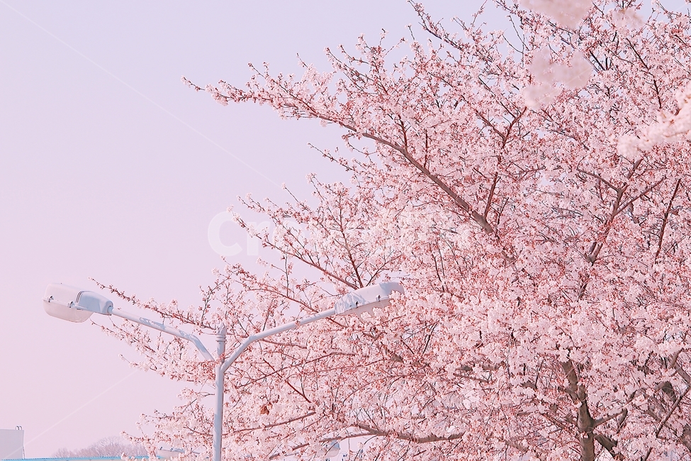 벚꽃,봄,꽃,cherryblossom,flower,spring,봄꽃,분홍색,계절,봄이미지,봄날,벚꽃축제,flowers,식물,아름다운,배경,바탕,연분홍색,핑크색,우아한,beautiful,예쁜,화려한,season,garden,자연,pink,감성,꽃잎,nature,봄,계절,spring,season,자연,풍경,nature,landscape,plant
